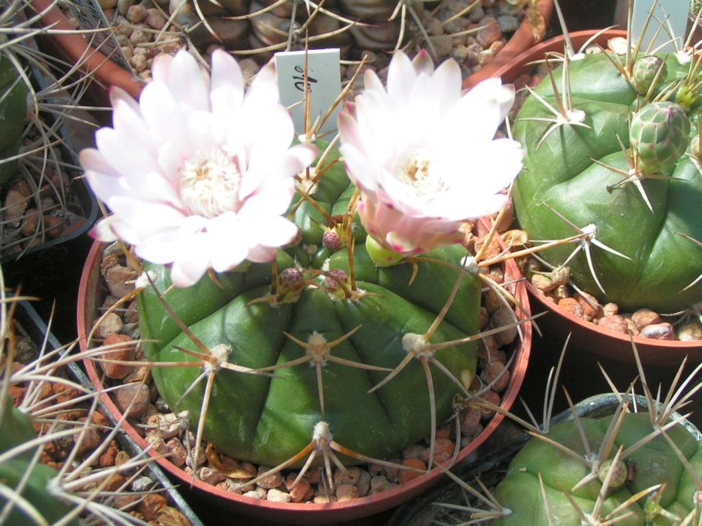 Gymnocalycium eurypleurum